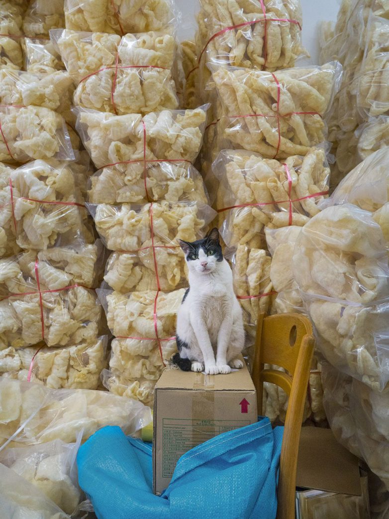 Как живут домашние животные в магазинах Гонконга
