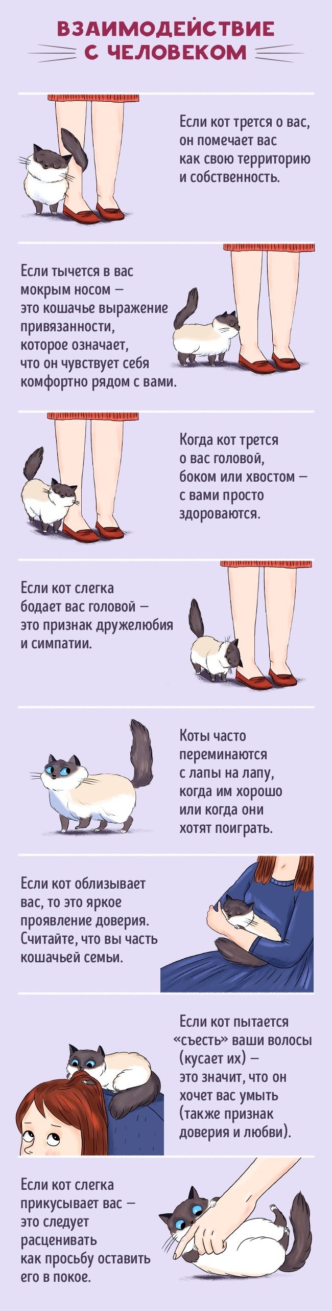 Как стать лучшим другом вашему коту