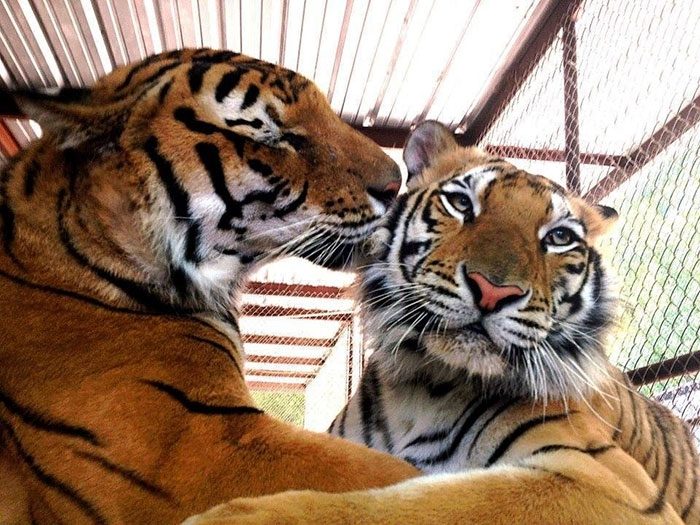 Спасение больного тигра