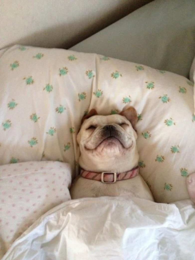 Собаки, которые очень любят понежиться в постели