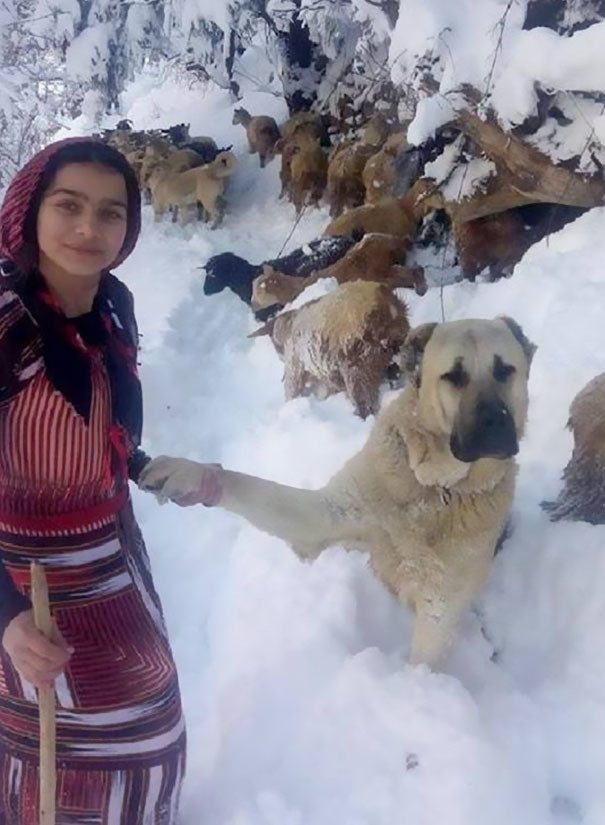 Как девочка с собакой спасли козу с козленком