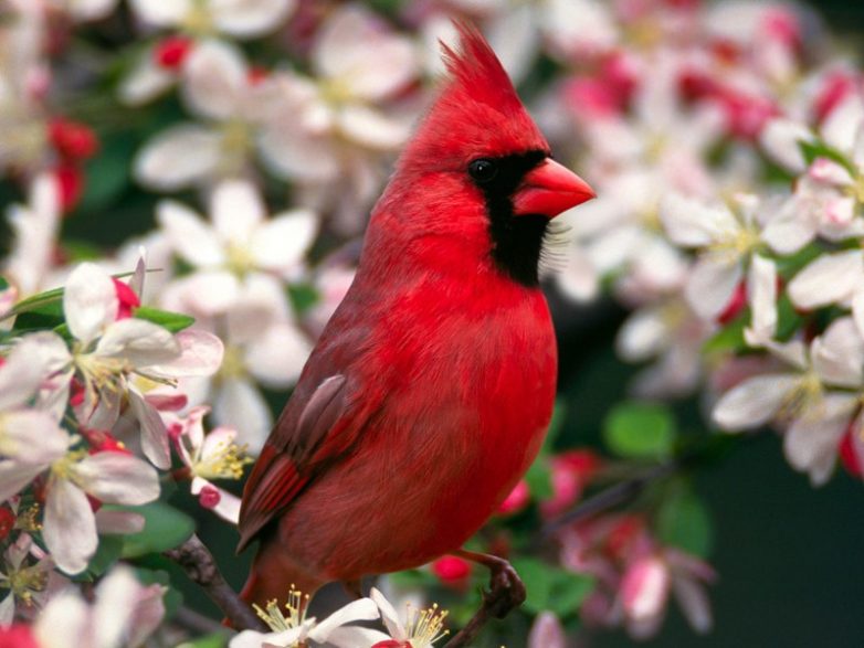 Птички невероятной красоты