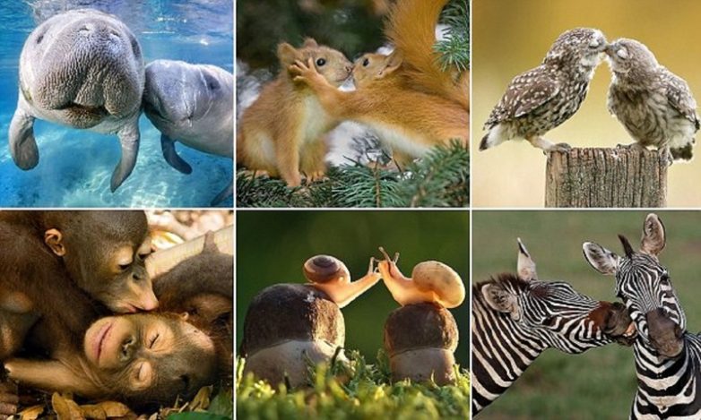 Влюблённые животные