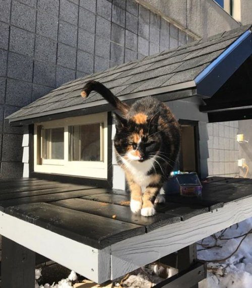 Полицейские сделали кошке настоящий домик