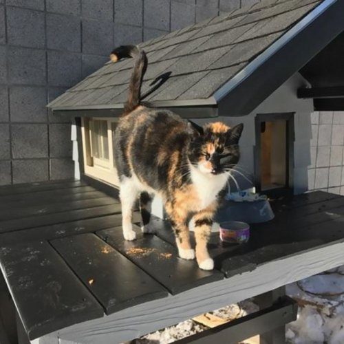 Полицейские сделали кошке настоящий домик