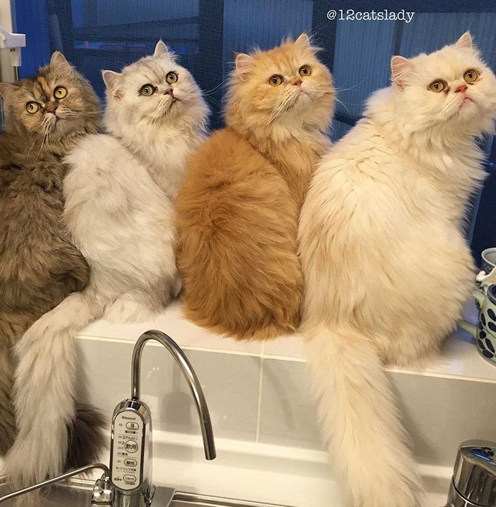 12 очаровательных персидских кошек
