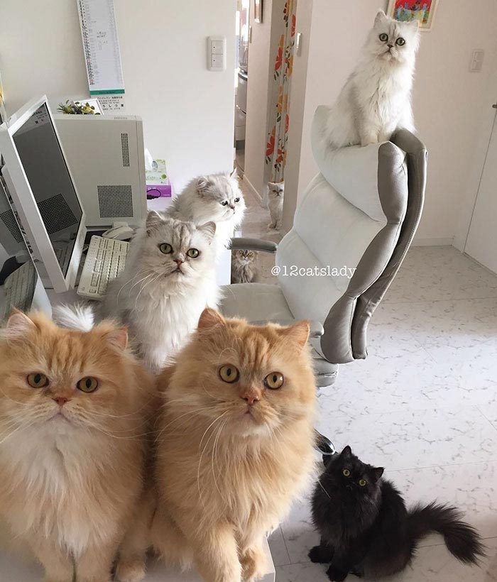12 очаровательных персидских кошек