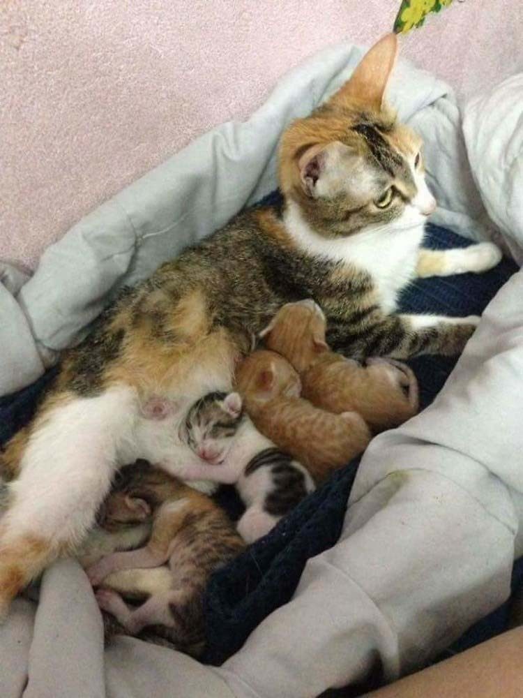 Кот, который поддержал свою кошку во время родов