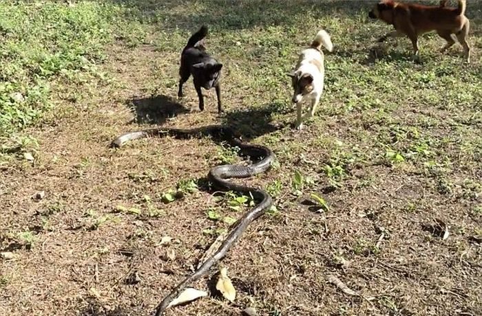 Собаки спасли хозяйку от кобры