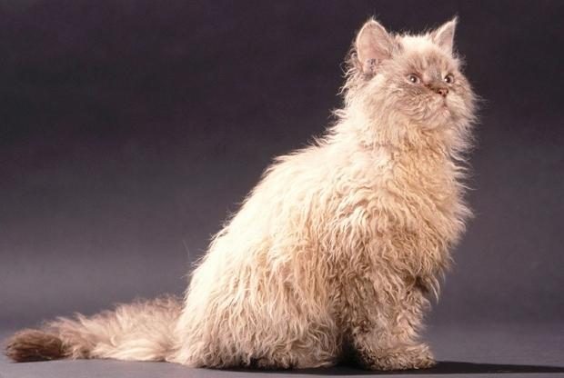 Самые редкие и необычные породы кошек