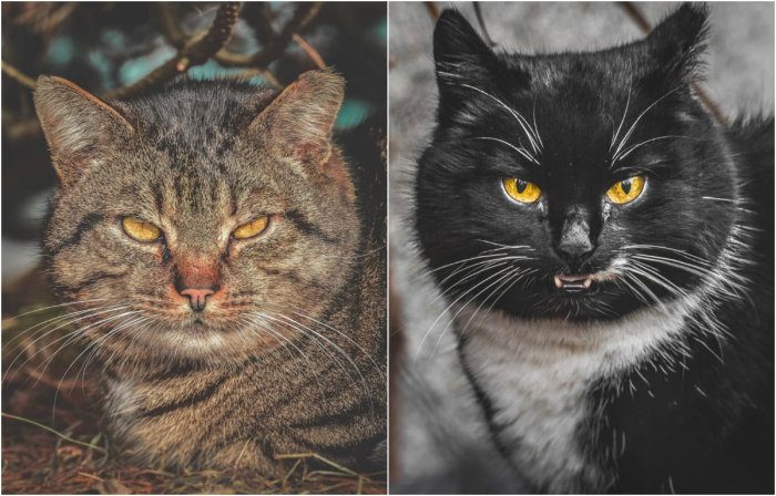 Портреты бездомных кошек с улиц Вильнюса
