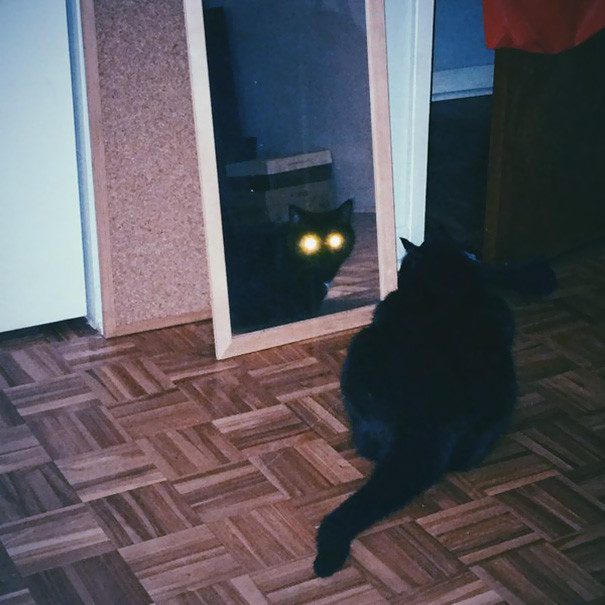 Тёмная сторона жизни кошек