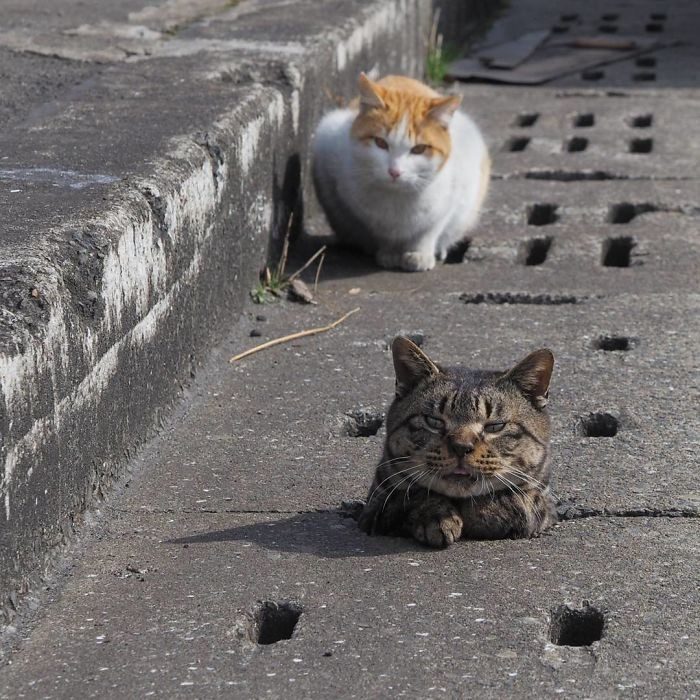 Развлечения бездомных котов Японии
