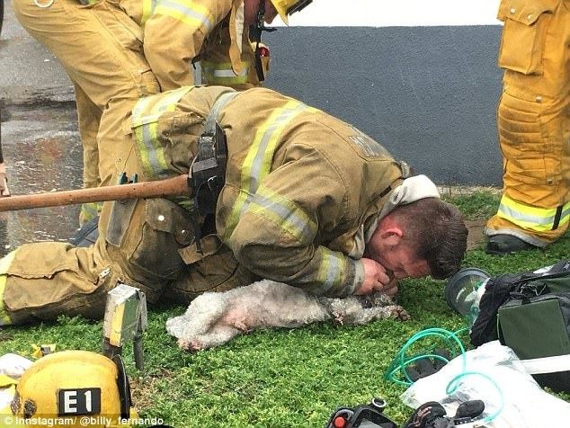 Пожарный реанимировал маленькую собачку