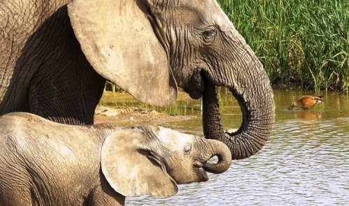 Очаровательные слоники, которые подарят вам улыбку