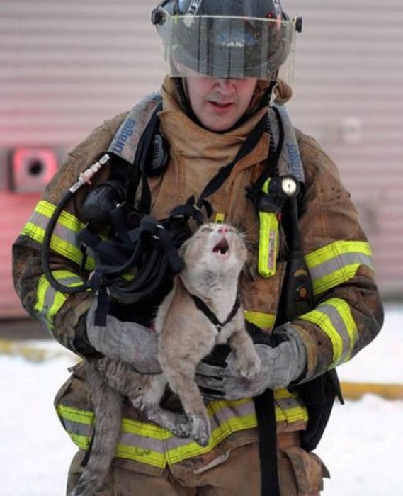 Животные, которых спасли храбрые пожарные