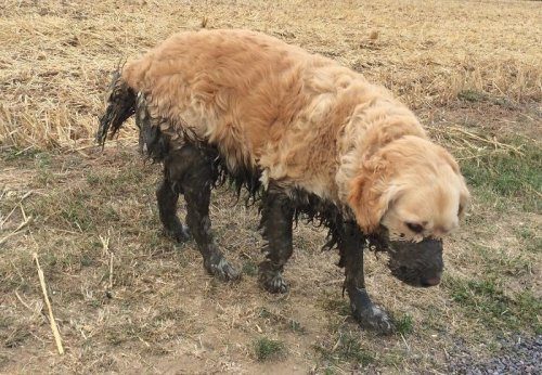 Эти собаки очень любят грязь