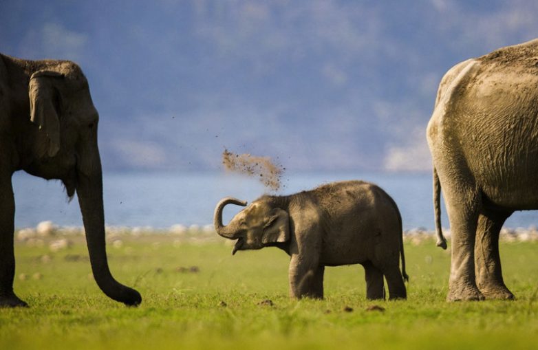Очаровательные слоники