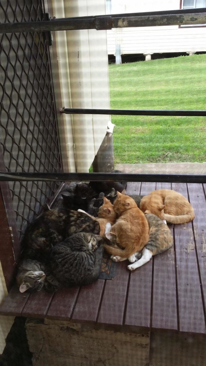 Эти коты сами нашли себе хозяев