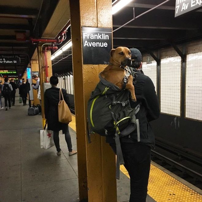 Жители Нью-Йорка нашли выход, как обойти запрет на собак в метро