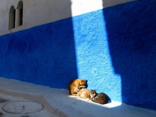 Прелестные кошки, которые умеют насладиться солнцем