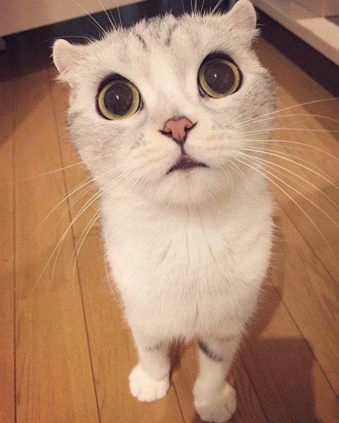 Хана – кошка с самыми большими глазами