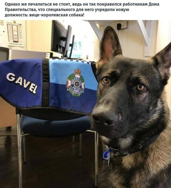 Собаку уволили из полиции за дружелюбие