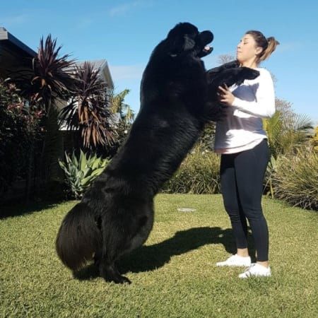 Самые огромные собаки