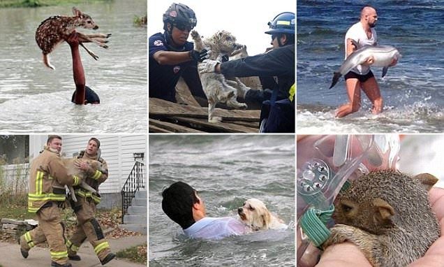 Люди, которые рисковали своей жизнью ради спасения животных
