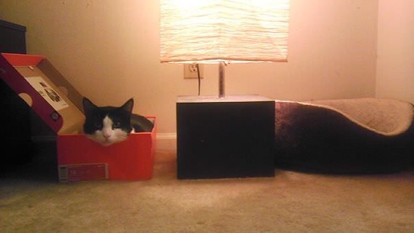 Эти коты лучше хозяев знают, как использовать их дорогие подарки