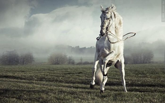 Все великолепие лошадей на фотографиях Конрада Бонка