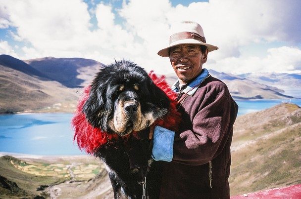 Тибетский мастиф