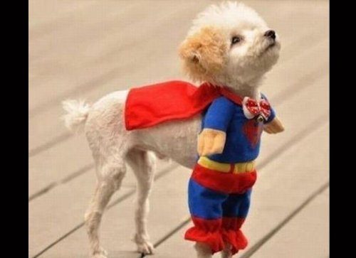 Милые собачки, мечтающие стать супергероями