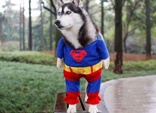 Милые собачки, мечтающие стать супергероями