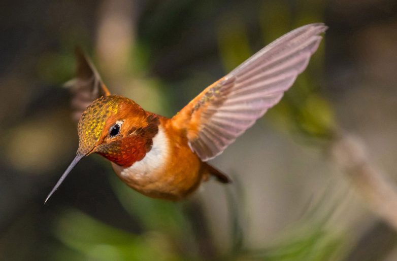 Удивительная красота птиц с конкурса Audubon Photography Awards 2017