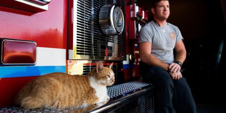 Котёнок, который помогает пожарным справляться со стрессом