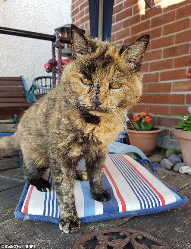 Старейшая кошка в мире, которая успешно перенесла серьезную операцию