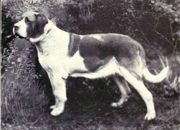 Собаки в Советском союзе