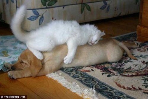 Кошки, которые любят спать на собаках