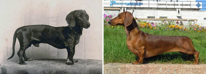 Породы собак, которые очень изменились за 100 лет
