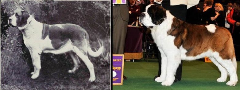 Породы собак, которые очень изменились за 100 лет