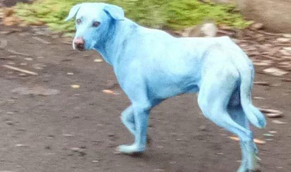 Почему в Индии собаки ярко-голубого цвета