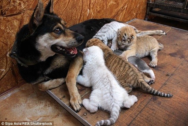 Собака стала мамой для четверых тигрят