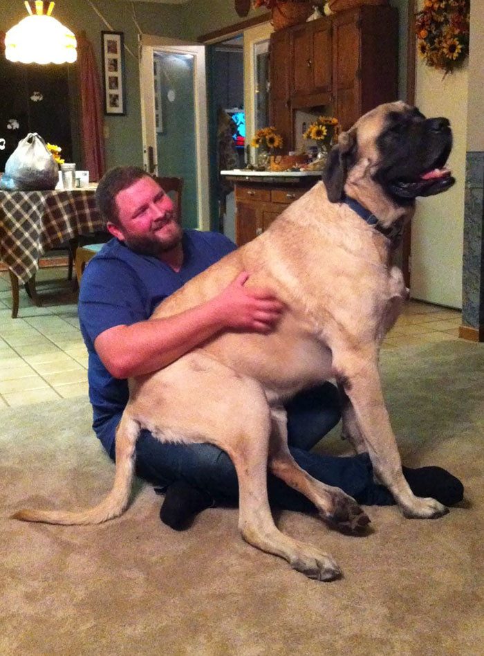 Эти огромные собаки думают, что они еще малышки