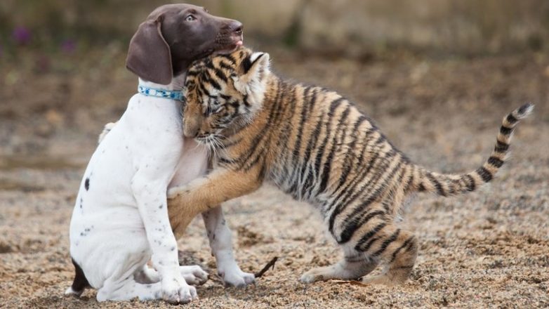Настоящая дружба среди животных