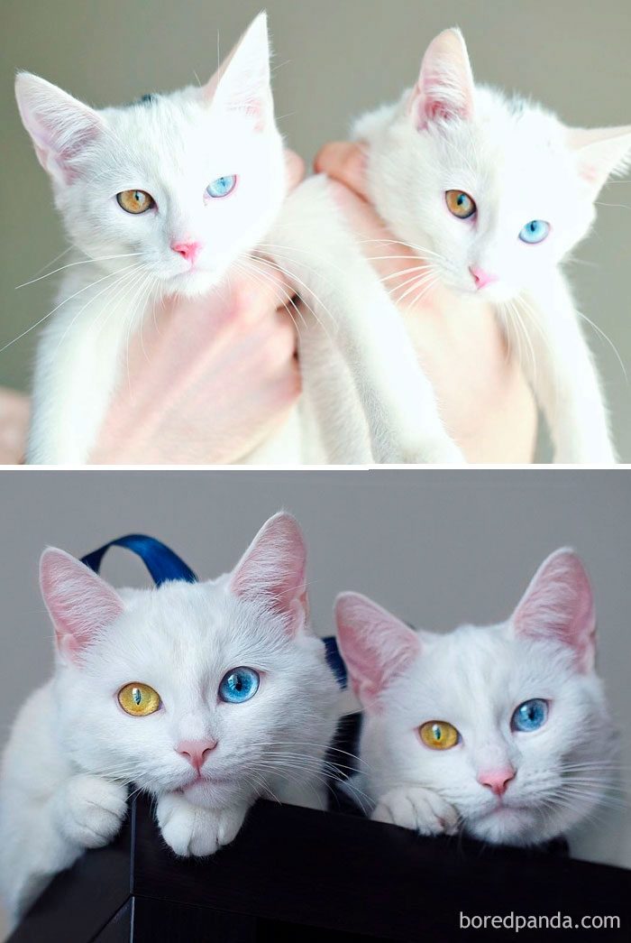 Котята, которые с возрастом превратились в шикарных котов и кошек