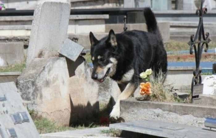 Собака, которая более 10 лет каждый день посещает могилу хозяина