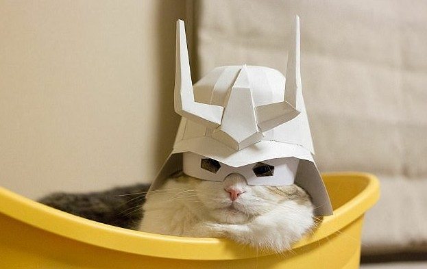 Смешные коты в шляпах