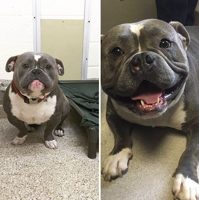 Фотографии собаки &quot;до и после&quot; приюта