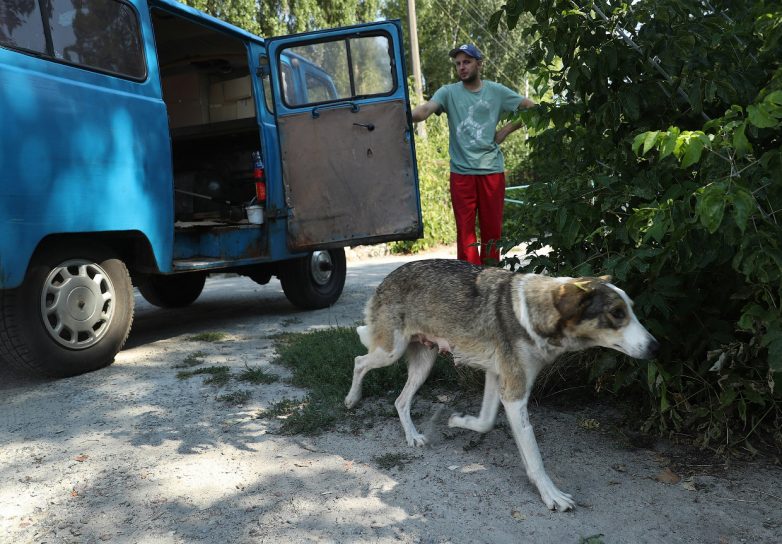 Собаки Чернобыля